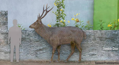 Sambar Deer Size