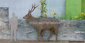 Sambar Deer Size