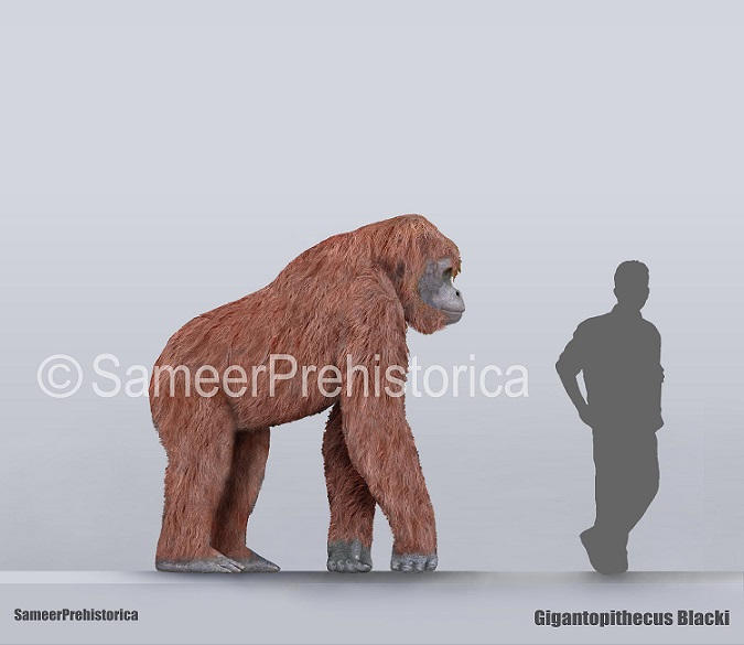 Gigantopithecus Size Comparison VYIEML gigantopithecus-size-comparison-vyieml