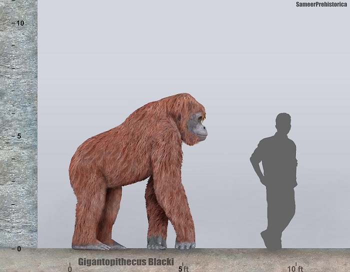 Gigantopithecus Size By SameerPrehistorica On DeviantArt gigantopithecus-size-by-sameerprehistorica-on-deviantart