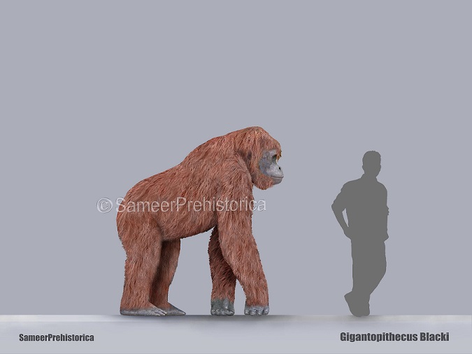 Gigantopithecus Size