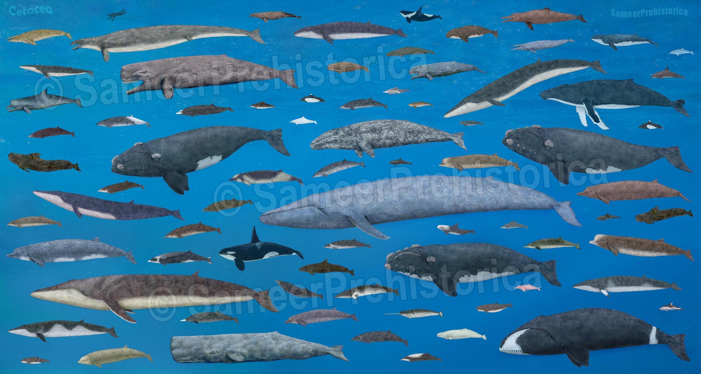 Cetaceans size