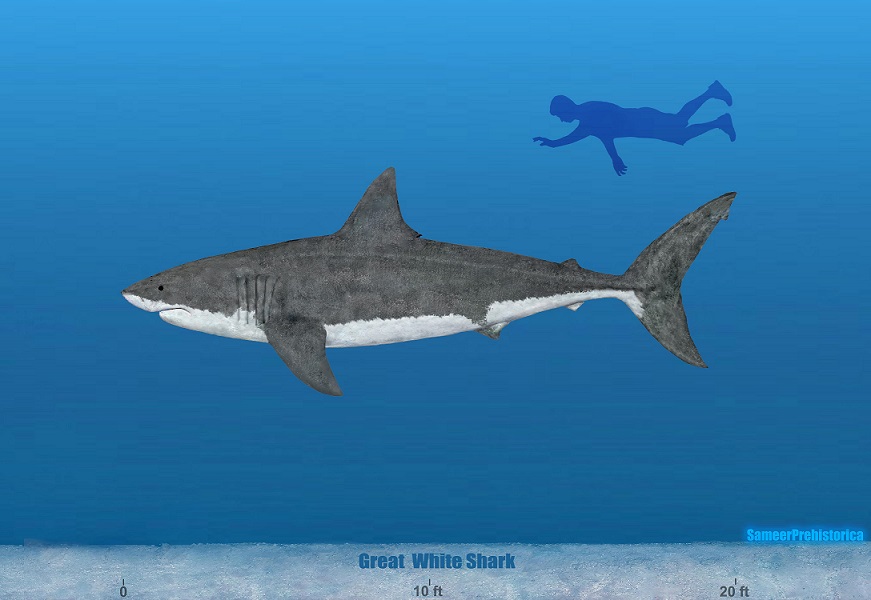 Great White Shark Size by SameerPrehistorica on DeviantArt