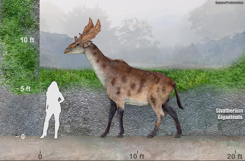 Sivatherium Size By SameerPrehistorica On DeviantArt sivatherium-size-by-sameerprehistorica-on-deviantart