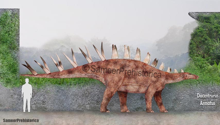 Dacentrurus Size