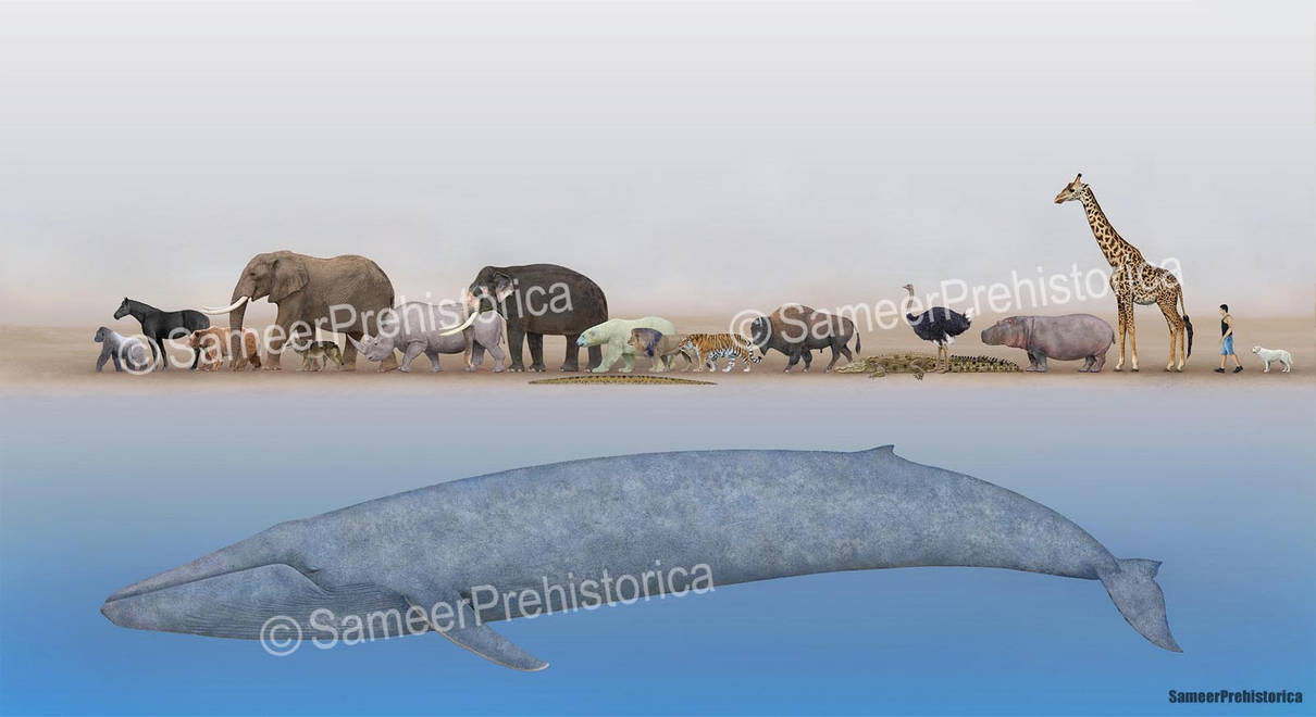 Comparision Animals Animals Size Comparison by SameerPrehistorica on DeviantArt