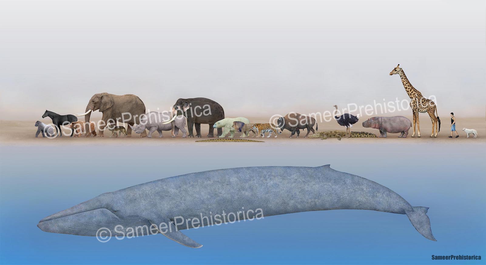 Animals Size Comparison by SameerPrehistorica on DeviantArt