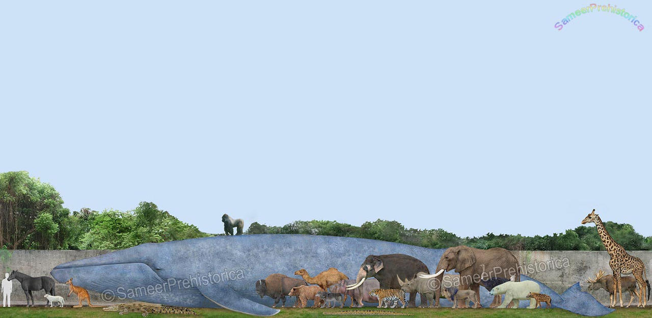 Animals Size Comparison by SameerPrehistorica on DeviantArt