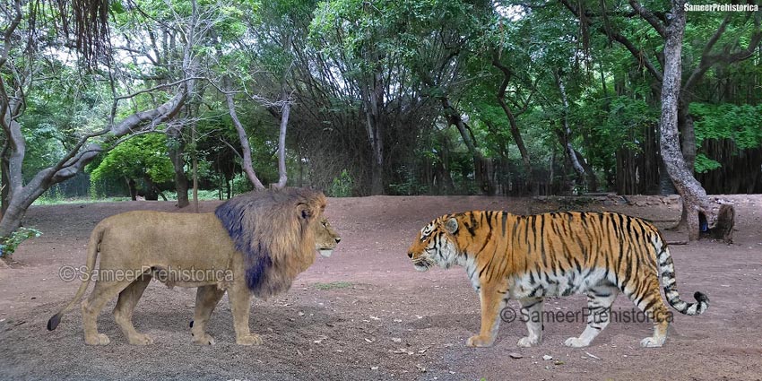 tiger vs lion fight