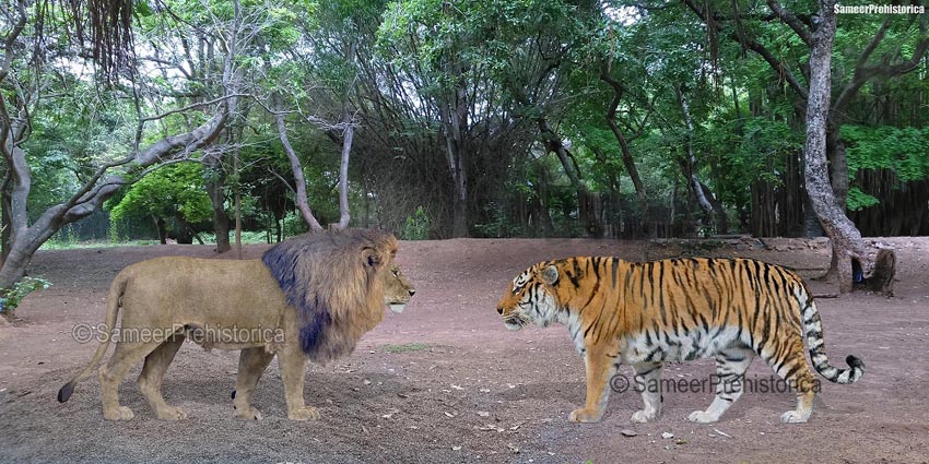 siberian tiger size comparison to human