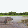 Hippopotamus vs Saltwater Crocodile