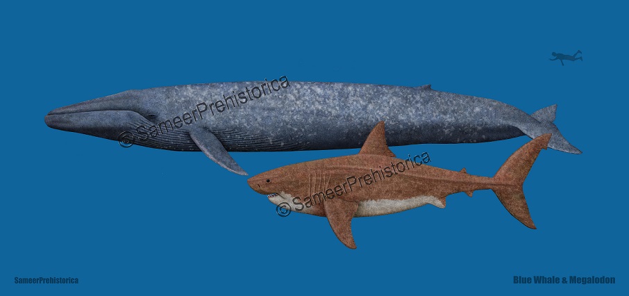 Blue Whale and Megalodon size comparison by SameerPrehistorica on