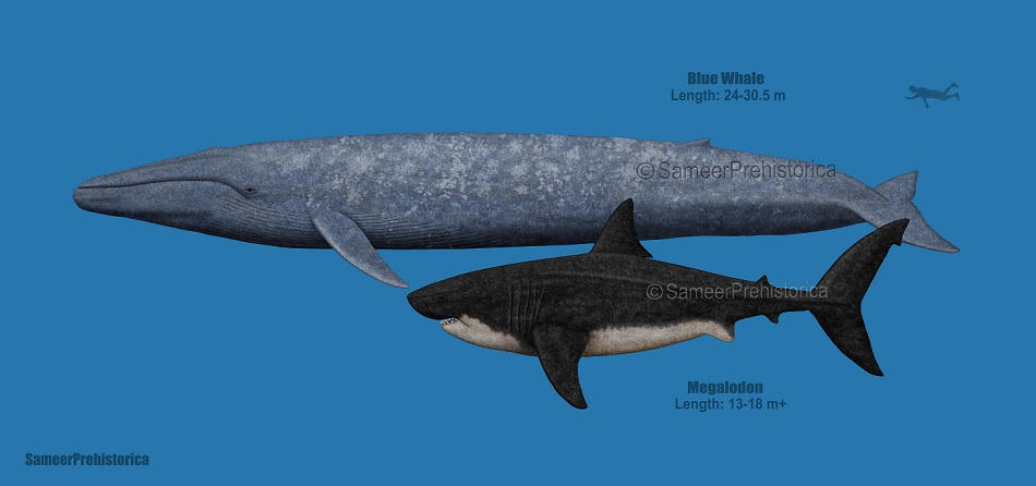 Blue Whale and Megalodon size comparison by SameerPrehistorica on