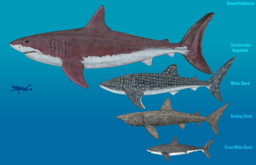 14+ Megalodon Size Comparison With Blue Whale Gif – Wall HD Phone Destop