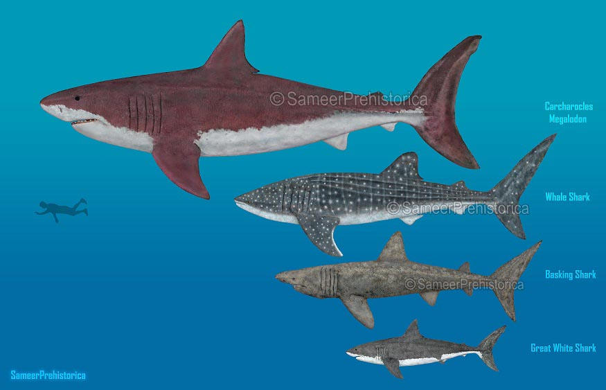 Sharks Size Comparison by SameerPrehistorica on DeviantArt