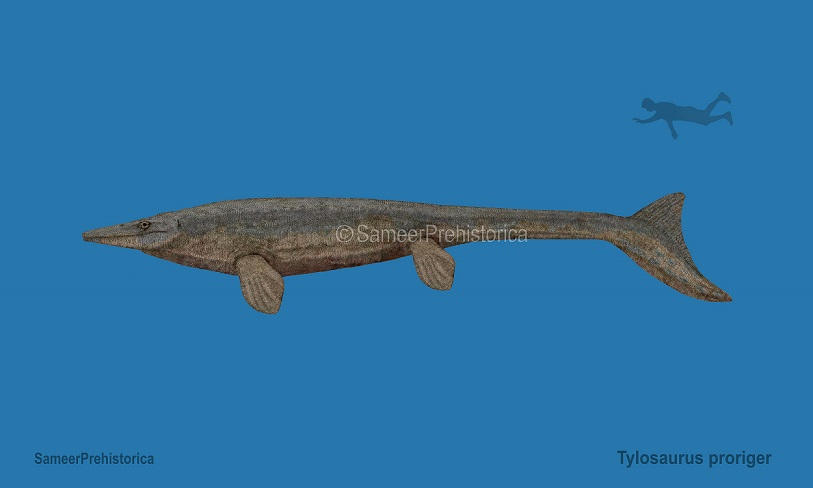 Tylosaurus Size Introducing Hainosaurus Boubker Last Of The Great tylosaurus-size-introducing-hainosaurus-boubker-last-of-the-great