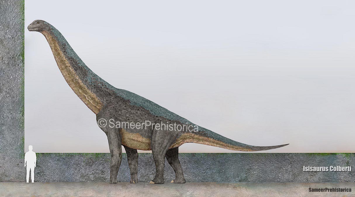 Isisaurus Model Isisaurus Size by SameerPrehistorica on DeviantArt