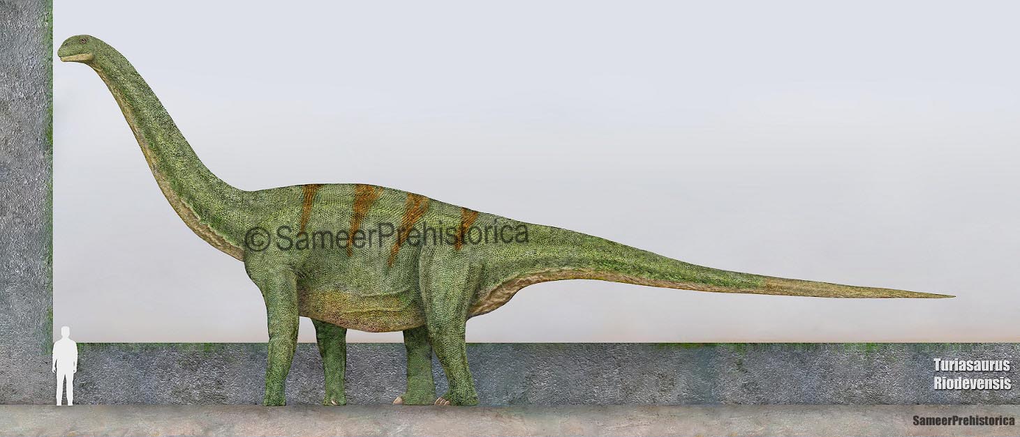 Turiasaurus Size by SameerPrehistorica on DeviantArt
