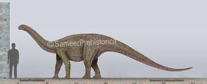 Kotasaurus Size