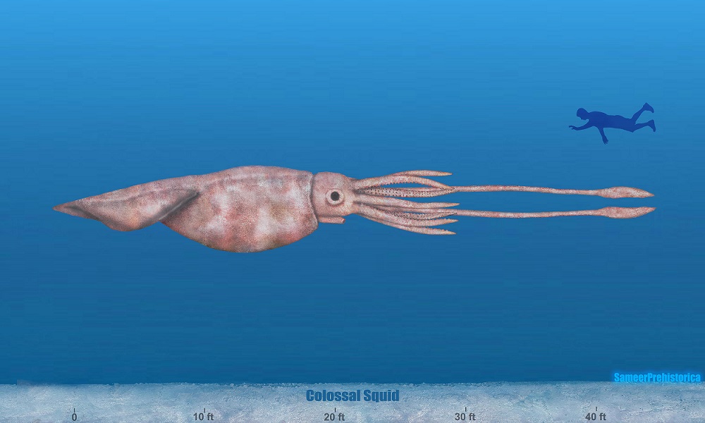 Colossal Squid Size By SameerPrehistorica On DeviantArt