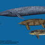 Largest marine animals size comparison