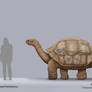 Megalochelys Size