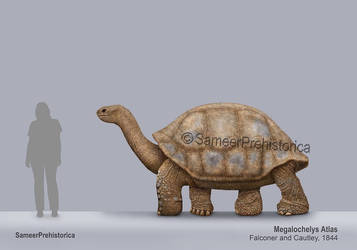 Megalochelys Size