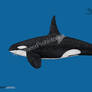 Orca Size