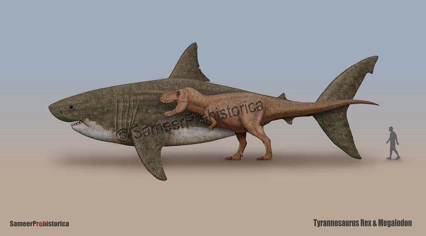 Tyrannosaurus Rex And Megalodon Size Comparison By Sameerprehistorica