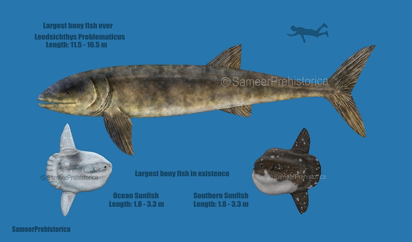 This 5,000-Pound Behemoth Is the World's Heaviest Bony Fish