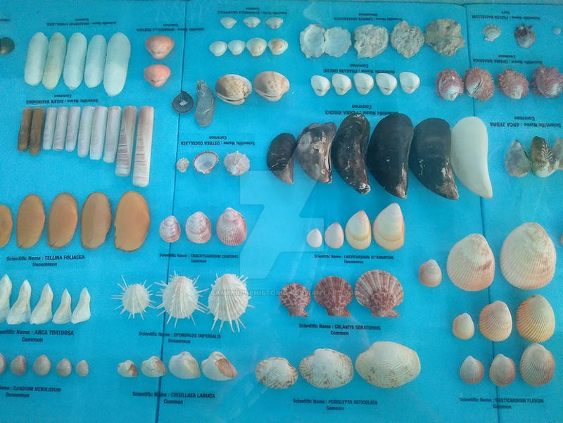 Where Do Shells Comform Shells 3 by SameerPrehistorica on DeviantArt