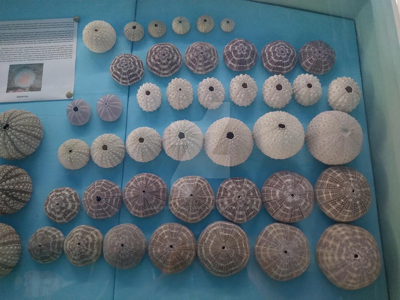 Sea urchin shells by SameerPrehistorica on DeviantArt