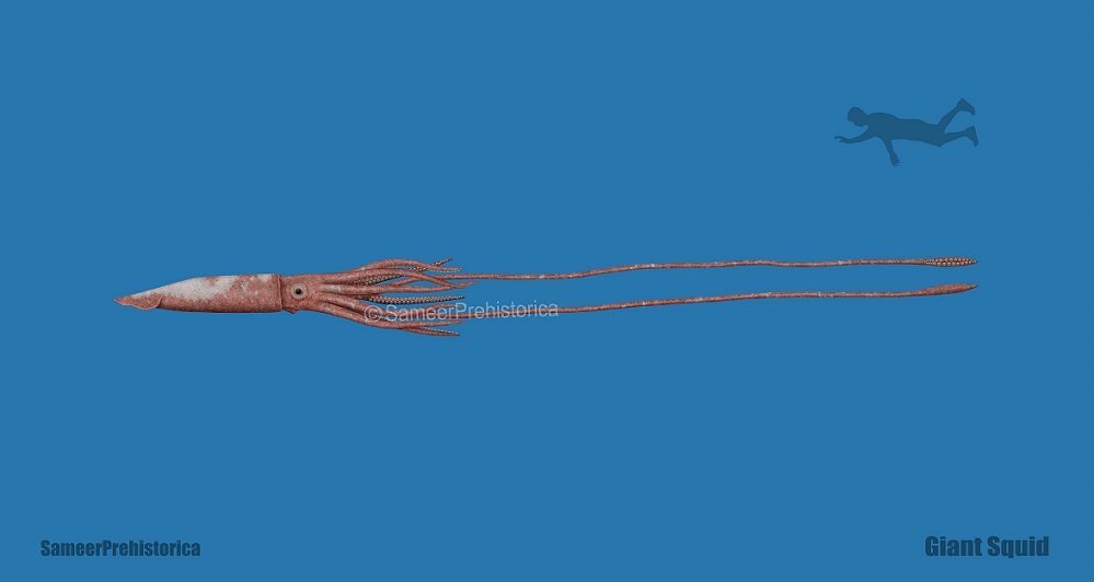 Colossal Squid Size Compared To Giant Squid