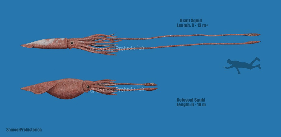 Colossal Squid Size Compared To Giant Squid