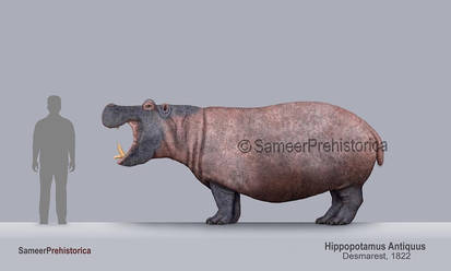 Hippopotamus Antiquus Size