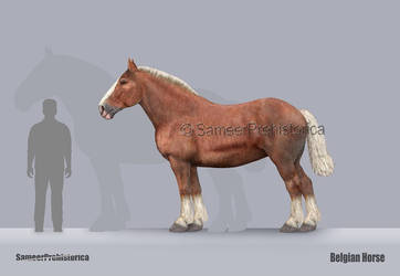 Belgian Horse Size