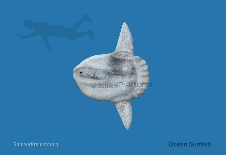 Ocean Sunfish Size by SameerPrehistorica on DeviantArt