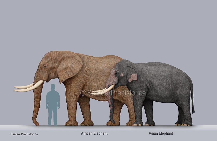 African Elephant and Asian Elephant Size by SameerPrehistorica on