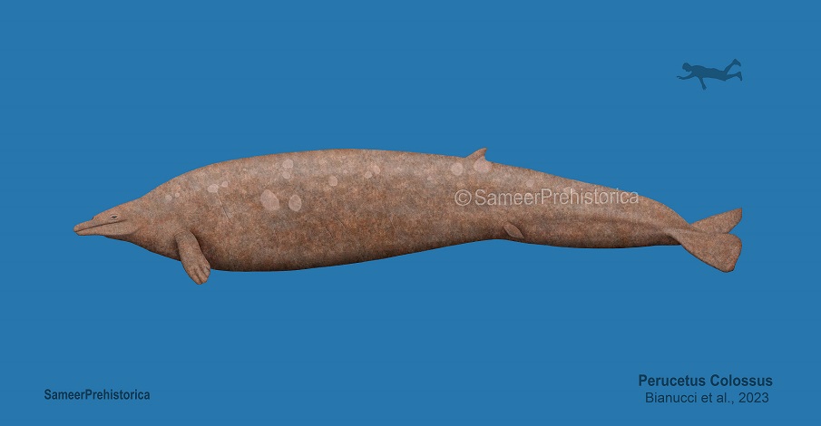 Perucetus Perucetus Size by SameerPrehistorica on DeviantArt