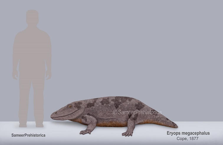 Eryops Ribs Eryops Size by SameerPrehistorica on DeviantArt
