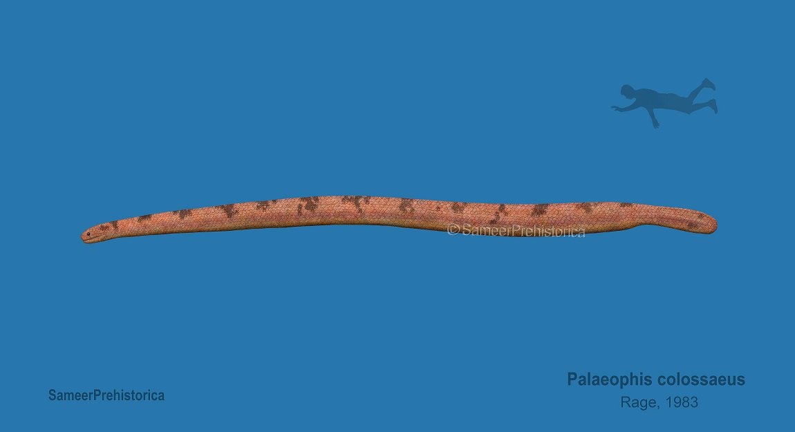Colossaeus Palaeophis Size by SameerPrehistorica on DeviantArt