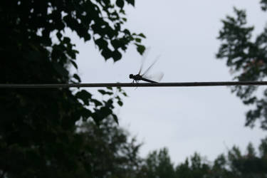 dragonfly fly away
