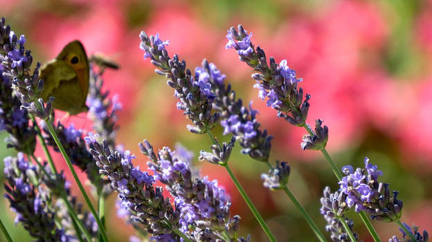 Blue lavander restaurant (and its customer)