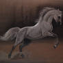 Arabian horse