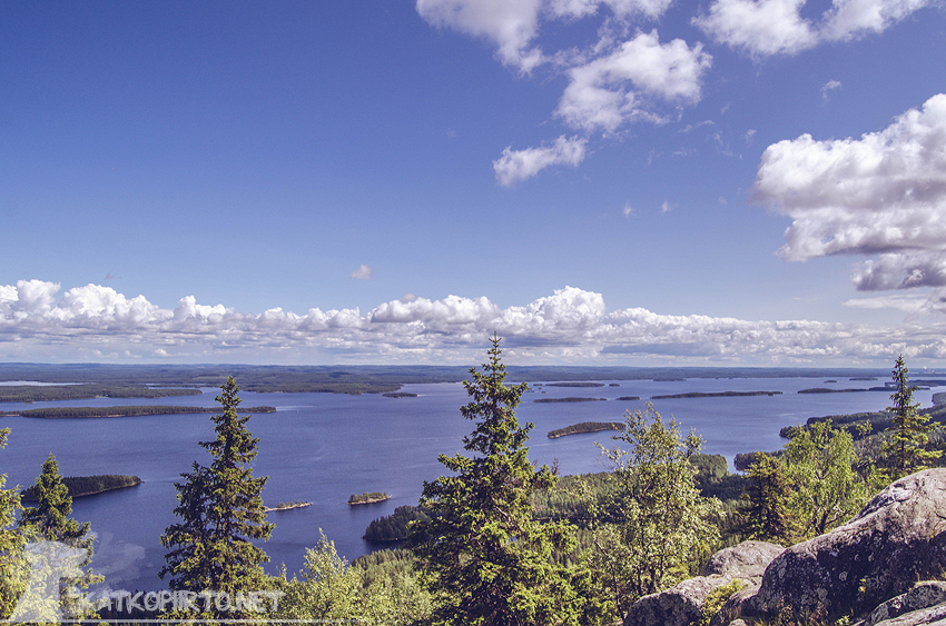 Koli