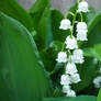 Lily of the Valley