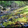 Dogs Eye View: Mine Hunting in Southern Oregon