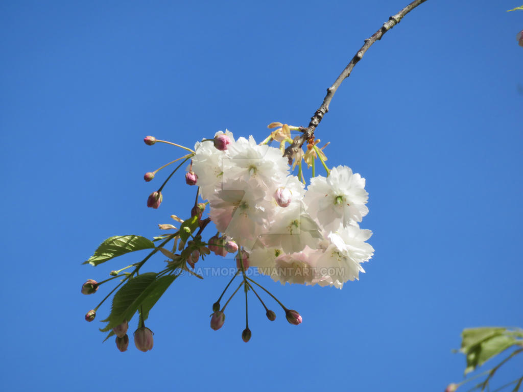 Keukenhof 20