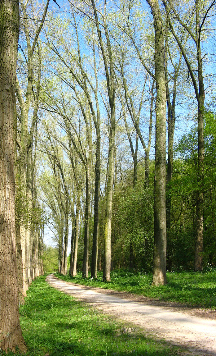 Clear Path Tree clear path by I-Lose on DeviantArt