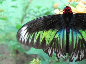 Rajah Brooke's Birdwing.